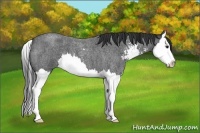 Horse Color:Blue Roan Sabino Splash