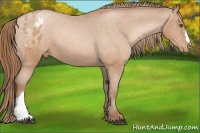 Horse Color:Brown Pearl Appaloosa