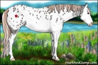 Horse Color:Liver Red Roan Sabino Splash Near Leopard