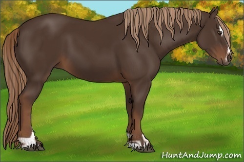 Horse Color:Liver Chestnut Sabino 