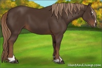 Horse Color:Liver Chestnut Sabino 