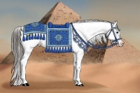 Horse Color:Black Sabino Appaloosa Rabicano