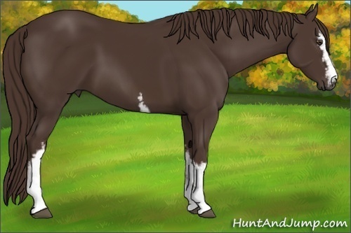 Horse Color:White Spotted Liver Chestnut Sabino 
