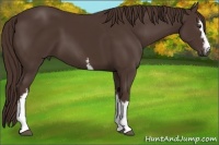 Horse Color:White Spotted Liver Chestnut Sabino 