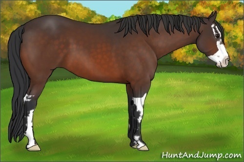 Horse Color:Bay Splash Frame