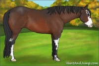 Horse Color:Bay Splash Frame