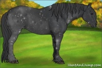 Horse Color:Black Rabicano 
