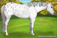 Horse Color:Grullo Appaloosa 