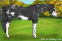 Horse Color:Black Sabino Splash Frame Appaloosa 