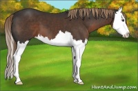 Horse Color:Liver Chestnut Splash 