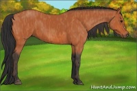 Horse Color:Bay  Brindle