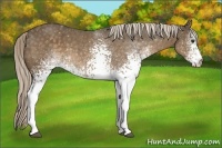 Horse Color:White Spotted Chocolate Palomino