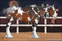 Horse Color:White Spotted Brown Sabino Splash 