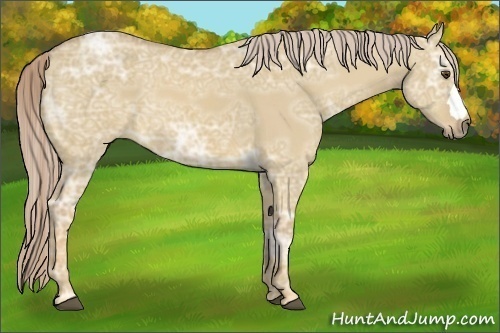 Horse Color:Palomino Ice Dun