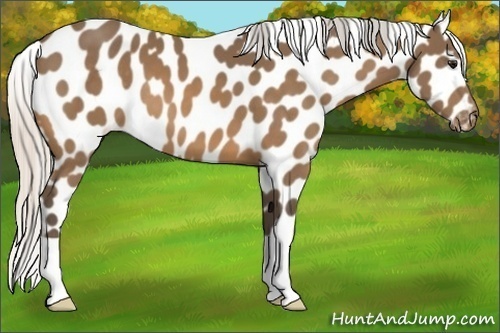 Horse Color:Silver Buckskin Appaloosa 