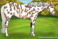 Horse Color:Silver Buckskin Leopard 