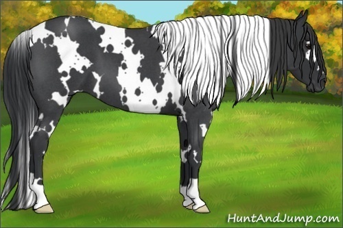 Horse Color:White Spotted Blue Roan