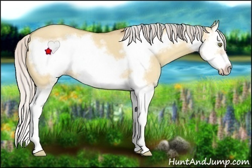 Horse Color:Silver Amber Champagne Dun Splash Frame 