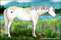 Horse Color:Silver Amber Champagne Dun Splash Frame