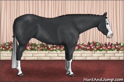 Horse Color:Black Splash 