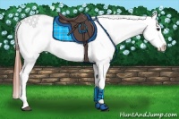Horse Color:Brown Dun Splash Tobiano Blanket 