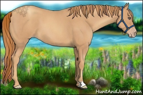 Horse Color:Gold Champagne Roan