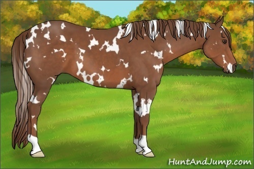 Horse Color:White Spotted Chestnut 