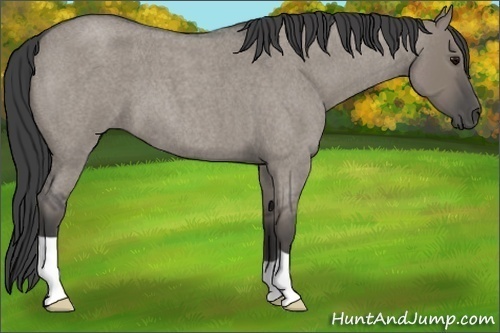 Horse Color:Smoky Grullo Roan 