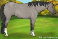 Horse Color:Smoky Grullo Roan