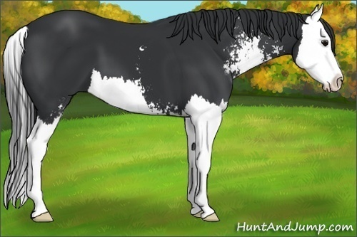 Horse Color:Black Sabino Splash
