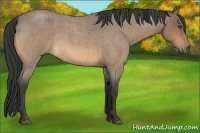 Horse Color:Buckskin Roan Rabicano 