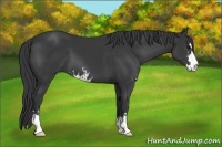 Horse Color:Black Sabino