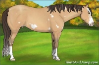 Horse Color:White Spotted Amber Champagne Splash Frame