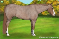 Horse Color:Red Roan Sabino Varnish Rabicano