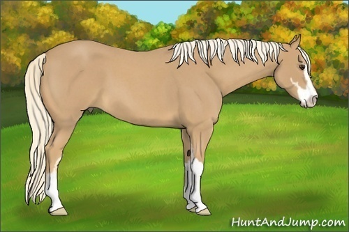 Horse Color:Palomino Roan Sabino 