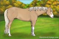Horse Color:Palomino Roan Sabino 