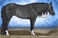 Horse Color:Black Rabicano