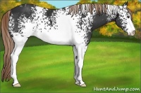Horse Color:White Spotted Liver Chestnut Sabino 