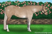 Horse Color:Silver Bay Dun