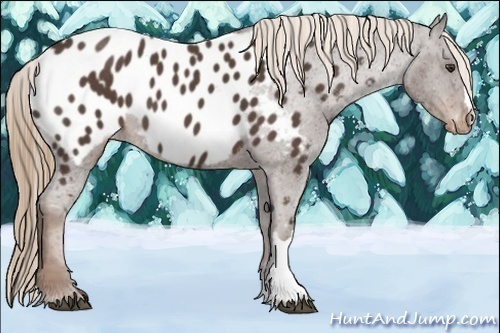 Horse Color:Liver Red Roan Appaloosa 