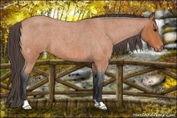 Horse Color:Bay Roan Varnish