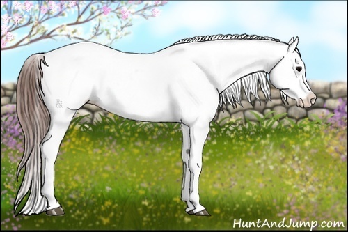 Horse Color:Brown Blanket