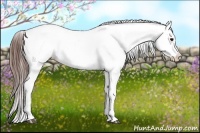 Horse Color:Brown Appaloosa 