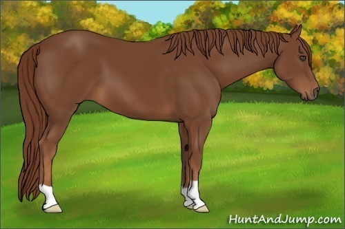 Horse Color:Chestnut 