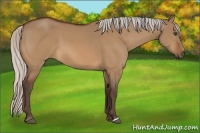 Horse Color:Silver Bay Dun