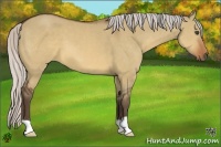 Horse Color:Silver Brown Dun