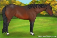 Horse Color:Bay 