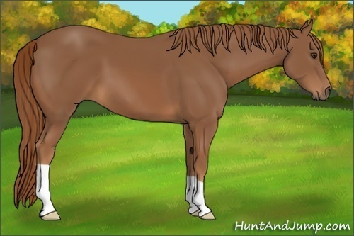 Horse Color:Chestnut 