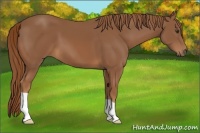 Horse Color:Chestnut 