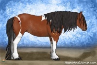Horse Color:Bay Tobiano Rabicano